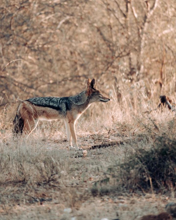 Maninghi Lodge Balule Game Reserve Zewnętrze zdjęcie