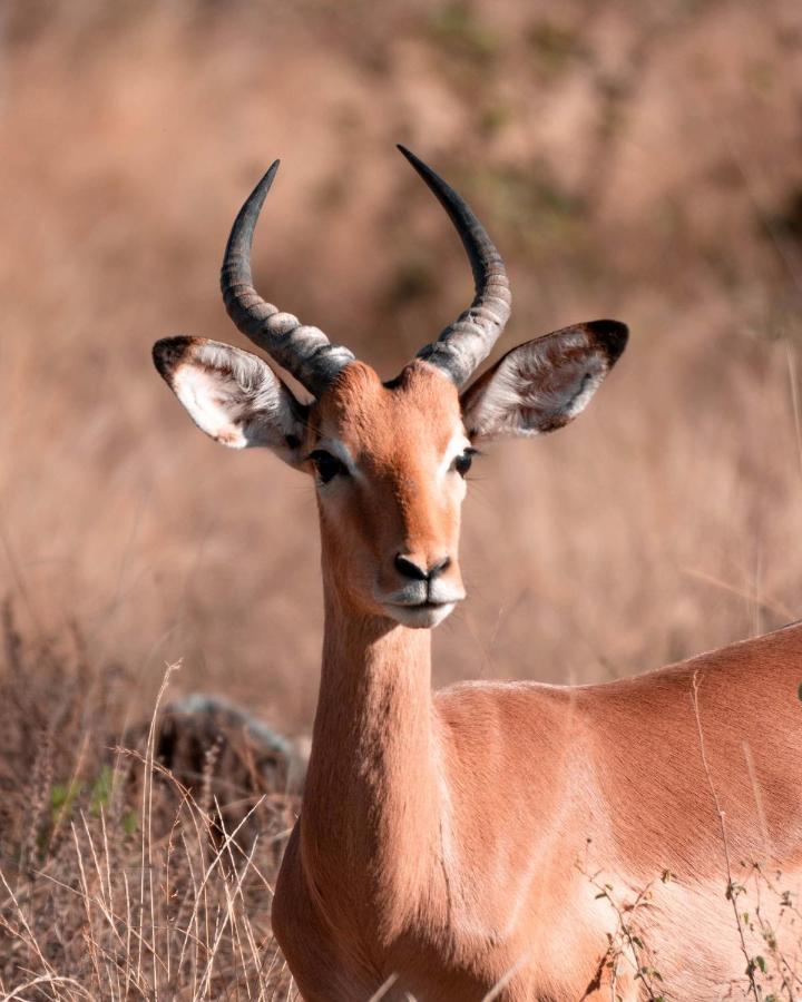 Maninghi Lodge Balule Game Reserve Zewnętrze zdjęcie