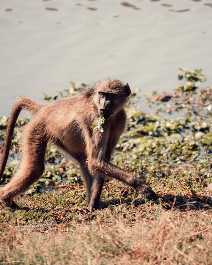 Maninghi Lodge Balule Game Reserve Zewnętrze zdjęcie