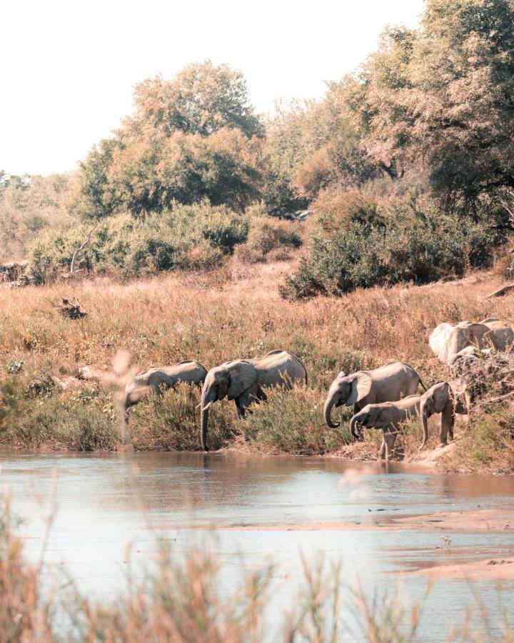 Maninghi Lodge Balule Game Reserve Zewnętrze zdjęcie