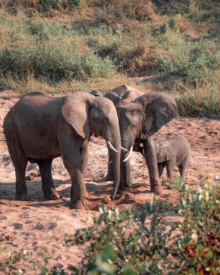 Maninghi Lodge Balule Game Reserve Zewnętrze zdjęcie