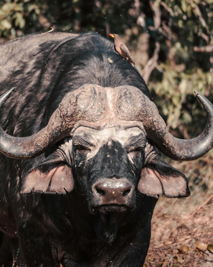 Maninghi Lodge Balule Game Reserve Zewnętrze zdjęcie