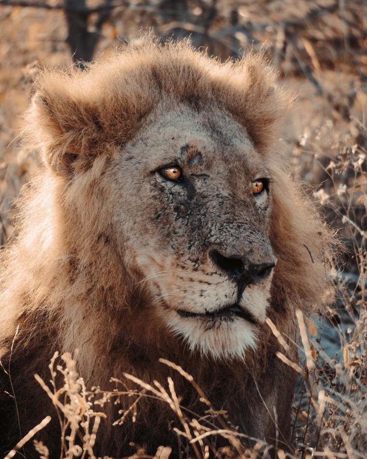 Maninghi Lodge Balule Game Reserve Zewnętrze zdjęcie