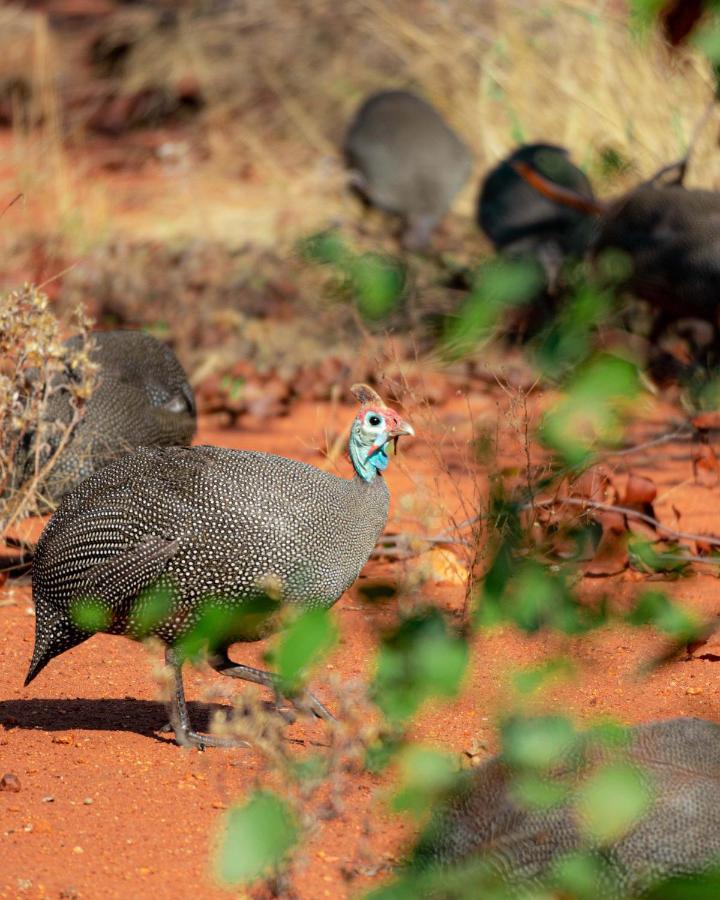 Maninghi Lodge Balule Game Reserve Zewnętrze zdjęcie