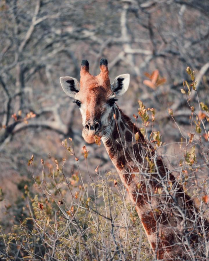 Maninghi Lodge Balule Game Reserve Zewnętrze zdjęcie