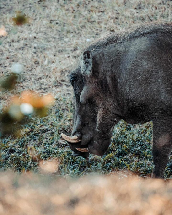Maninghi Lodge Balule Game Reserve Zewnętrze zdjęcie