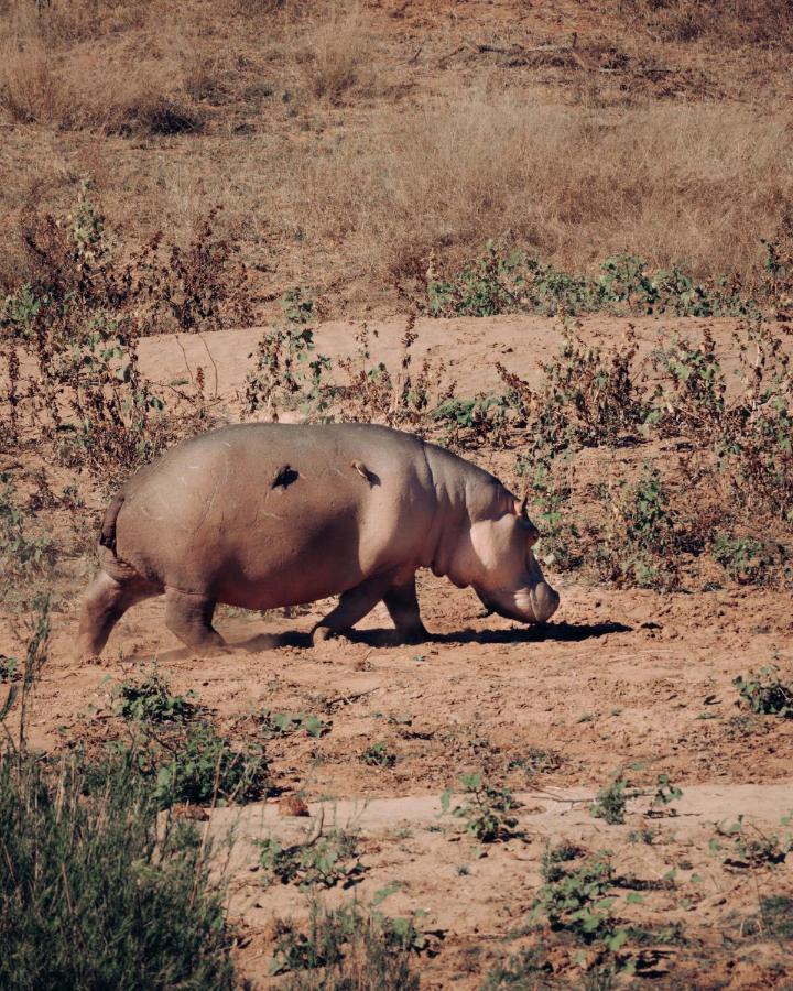 Maninghi Lodge Balule Game Reserve Zewnętrze zdjęcie