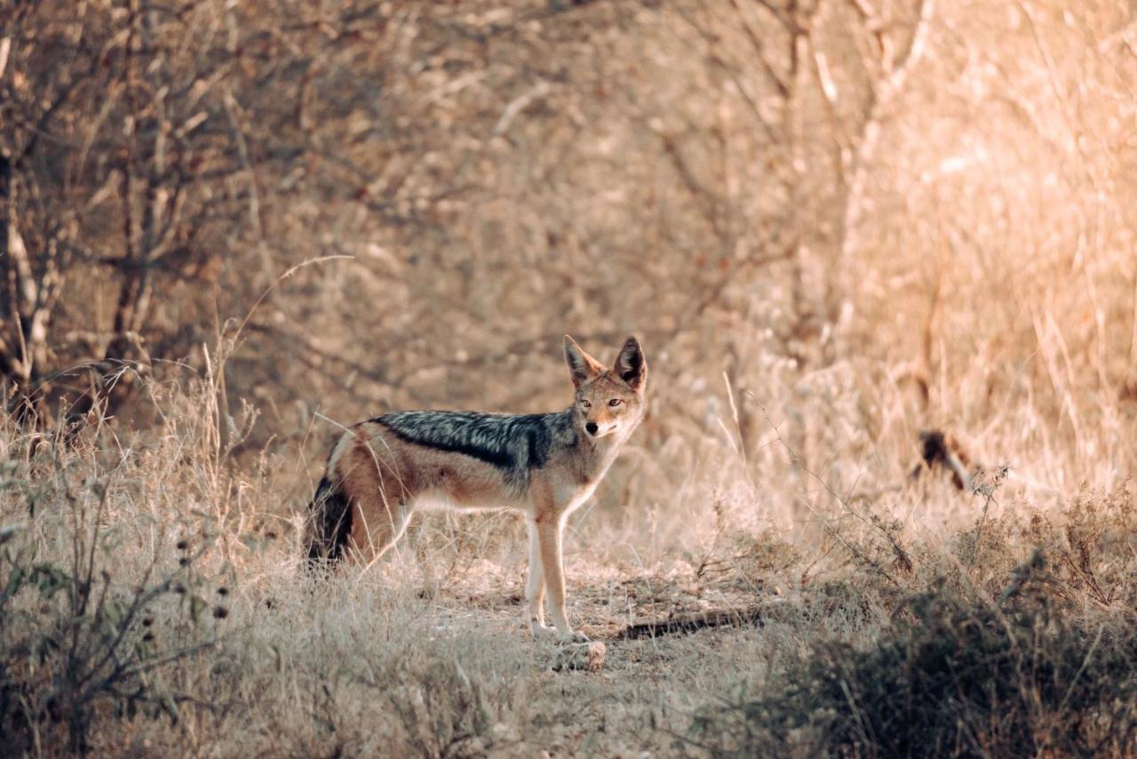 Maninghi Lodge Balule Game Reserve Zewnętrze zdjęcie